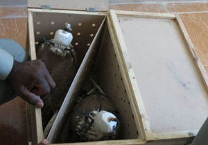 کشف لاشه پرنده شکاری دارای سیستم ردیاب ماهوره‌ای در سیستان و بلوچستان