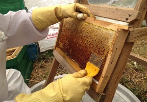 تولید بیش از ۷۹۰ تن عسل