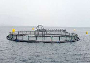اجرای طرح حمایت پرورش ماهی قفس در جویبار