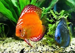 دریای صفحات خورشیدی در مکزیک + فیلم