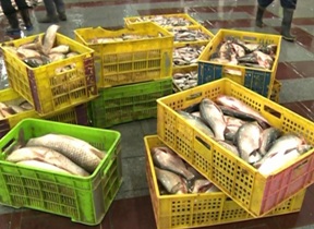 رشد تولید ماهیان پرورشی در گیلان