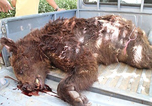 دستگیری عامل شکار خرس قهوه ای در شاهرود