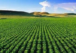 وجود 120 بهره بردار بخش کشاورزی در استان اردبیل