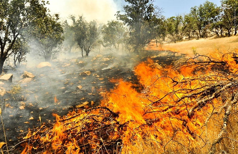 محاصره جنگل‌های بلوط باغملک در آتش