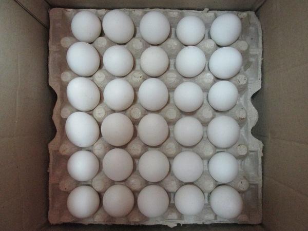 كشف 500 ميليونی تخم مرغ غير قابل مصرف در آستارا