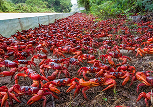 مهاجرت میلیونی خرچنگ‌های قرمز به سمت دریا + فیلم