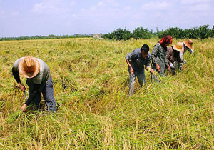 برداشت ۲۵ هزار تن برنج از مزارع لرستان