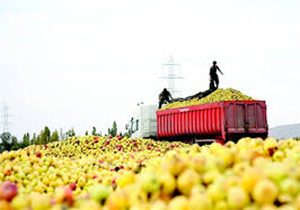 پیش بینی صادرات 200هزار تن سیب از آذربایجان‌غربی