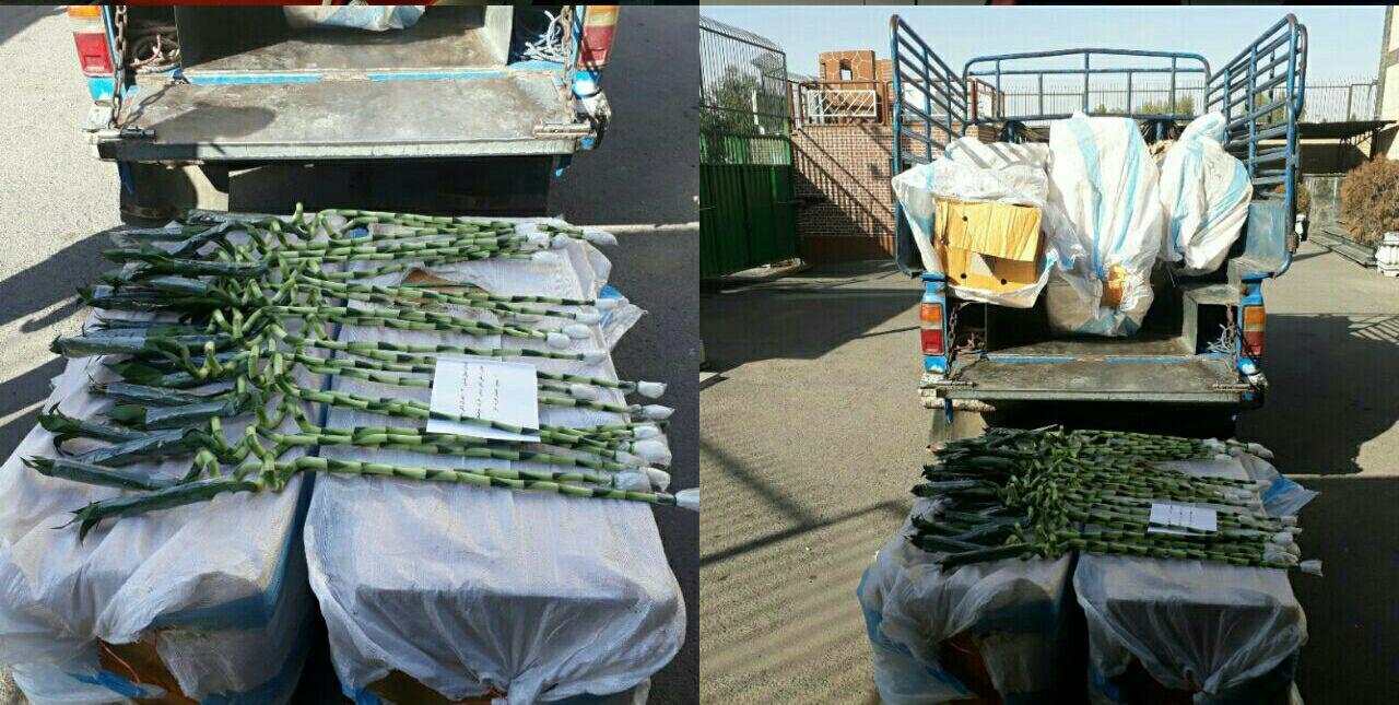 کشف گلهای قاچاق لاکی بامبو به ارزش 40 میلیون تومان در پایتخت