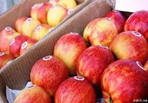 ۲۰۰ هزار تن سیب از "آذربایجان‌غربی" به کشور‌های مختلف صادر می‌شود