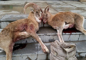 دستگیری دو شکارچی غیرمجاز قوچ وحشی در آرادان