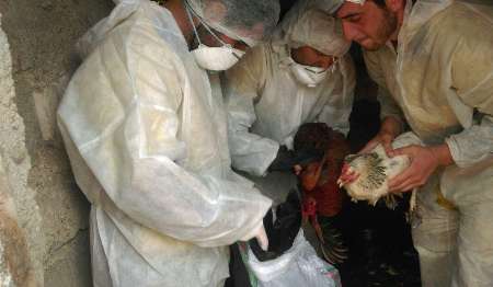 آخرین وضعیت آنفلوانزای پرندگان در پایتخت