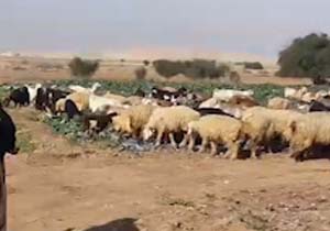 محصولات کشاورزی روستای "سربیشه" خوراک گوسفندان شد + فیلم