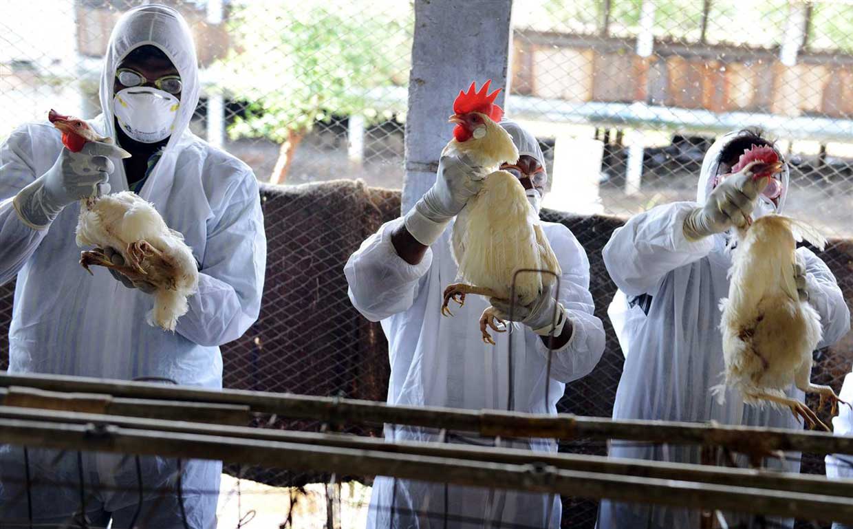 ماجرای مرگ به علت آنفلوانزای پرندگان صحت دارد؟