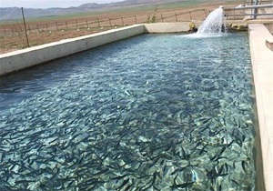 پرورش ماهی در استخرهای دومنظوره کشاورزی در اشکذر