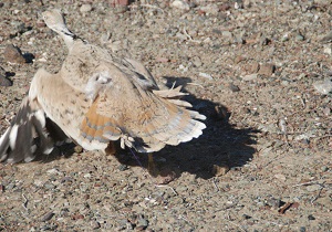 کشف و معدوم کردن بیش از هزار تله زنده گیری پرنده هوبره در ایرانشهر