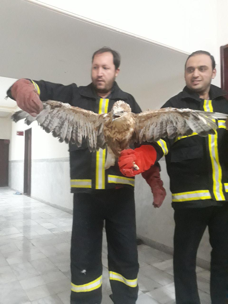زنده گیری عقاب سرگردان توسط آتش نشانان