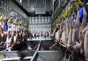 نظارت دامپزشکی خراسان جنوبی بر تولید بیش از 15 هزار تن گوشت مرغ