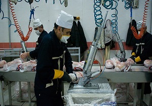 تولید سالیانه 80 هزار تن گوشت مرغ در کردستان