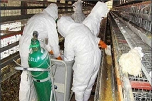 24 میلیون خسارت ناشی از آنفلوآنزای پرندگان