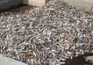 کشف بیش از ۲۰۰ کیلوگرم ماهی فاسد در کنار جاده بندترکمن
