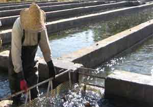 تولید سالانه 17 هزار تن ماهی در کهگیلویه و بویراحمد