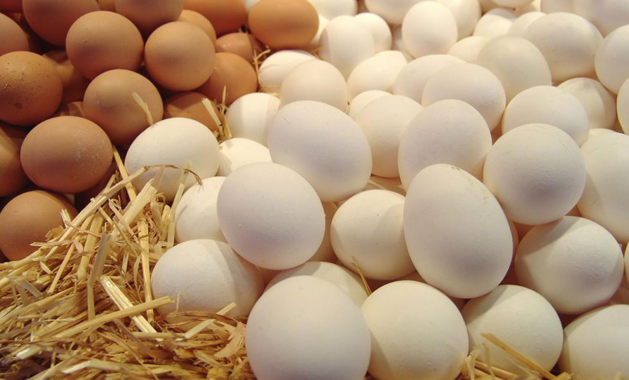 توزیع بدون محدودیت تخم مرغ با قیمت مصوب 12 هزار و 600 تومان