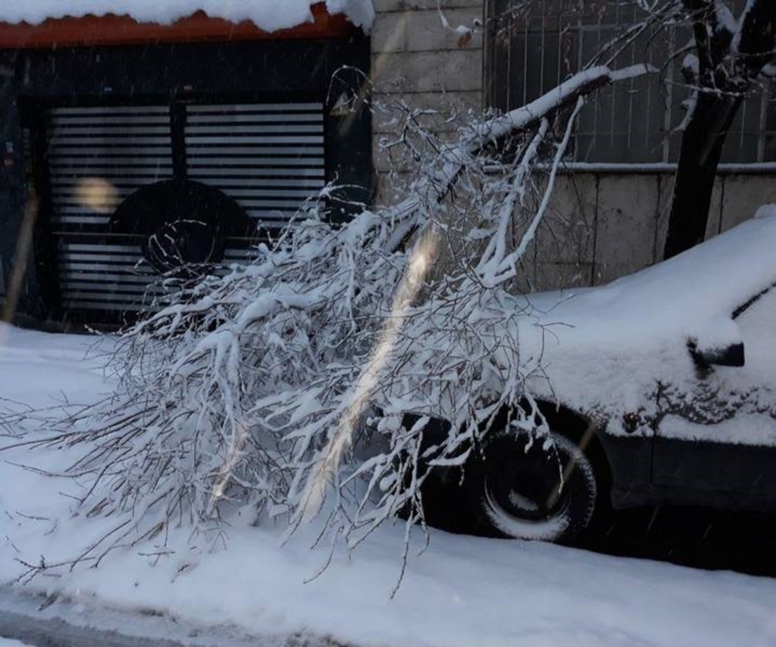 خسارات برف به درختان تهران+ تصاویر
