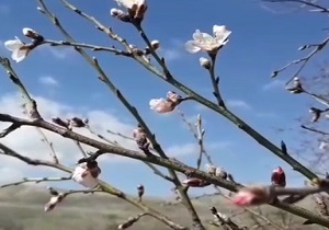 شکوفه های زیبای درخت بادام + فیلم