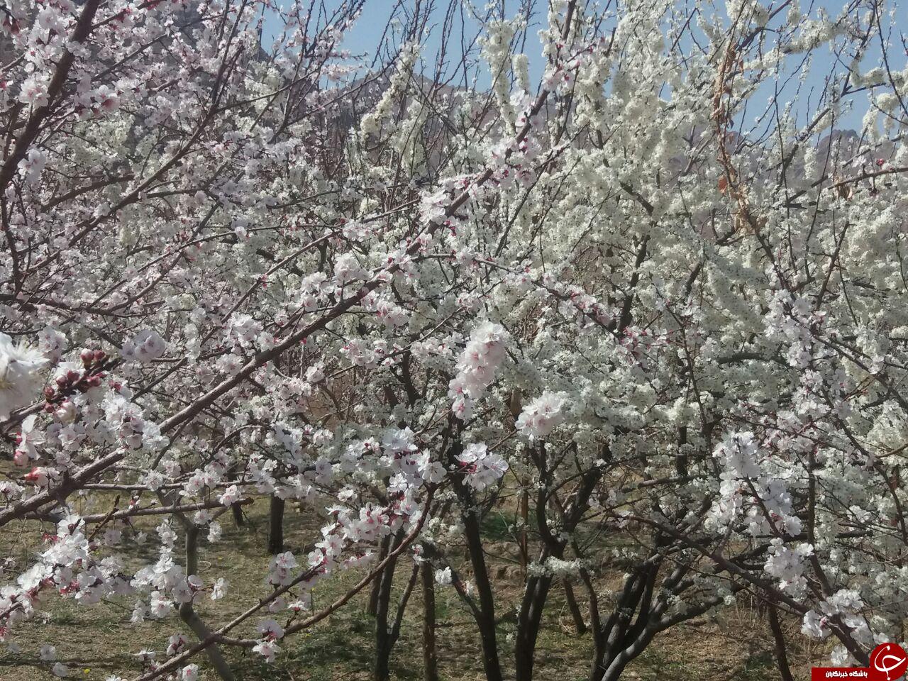 شکوفه‌های بهاری در روستای «رضویه» + تصاویر