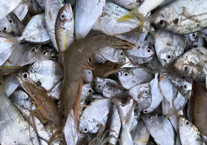 کشف ۲ هزار کیلوگرم ماهی قاچاق در جزیره قشم