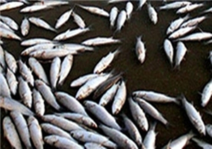 تلف شدن ماهیان در رودخانه زاینده‌رود + تصاویر