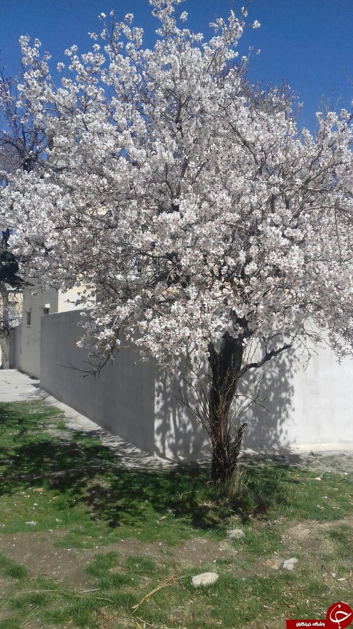 عکس فصل بهار شیراز