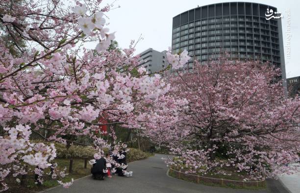 طبیعت بسیار جذاب ژاپن در بهار+تصاویر