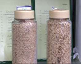 افزایش تولید برنج با بذر اصلاح شده در گیلان