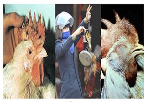 اجرای پایش و بررسی بیماری آنفلوآنزای فوق حاد پرندگان