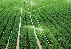 افزایش تولید و صرفه جویی در مصرف آب با روش آبياری تحت فشار در بخش کشاورزی یزد