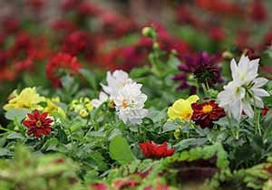 برپایی نمایشگاه باغبانی، گلخانه و صنایع وابسته در گلستان