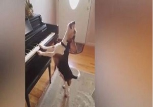 تا حالا سگی دیده‌اید که پیانو بنوازد و آواز بخواند؟ + فیلم