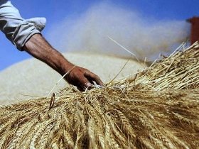 350 هزار تن گندم از کشاورزان خریداری شد