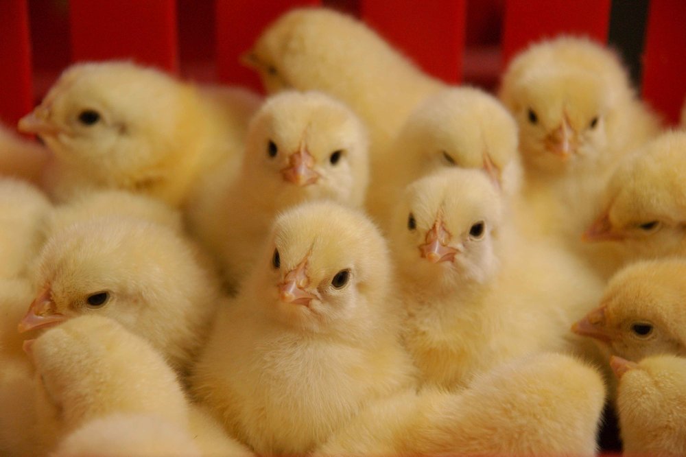 انتقاد مرغداران از عدم ارائه فاکتور از سوی تولیدکنندگان مرغ مادر/ عرضه جوجه یکروزه در بورس کالا بر شفایت قیمت تاثیر گذار است؟