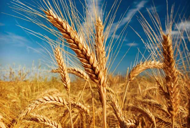 خرید تضمینی 20 هزار تن گندم از کشاورزان شادگان