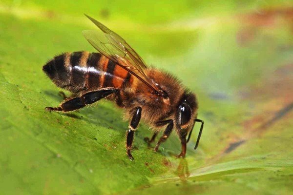 توزیع 600 ملکه زنبور اصلاح نژاد شده بین زنبورداران بومی