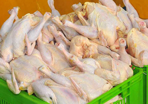 تولید ۲۲ هزار و ۵۰۵ تن گوشت مرغ در چهارمحال و بختیاری