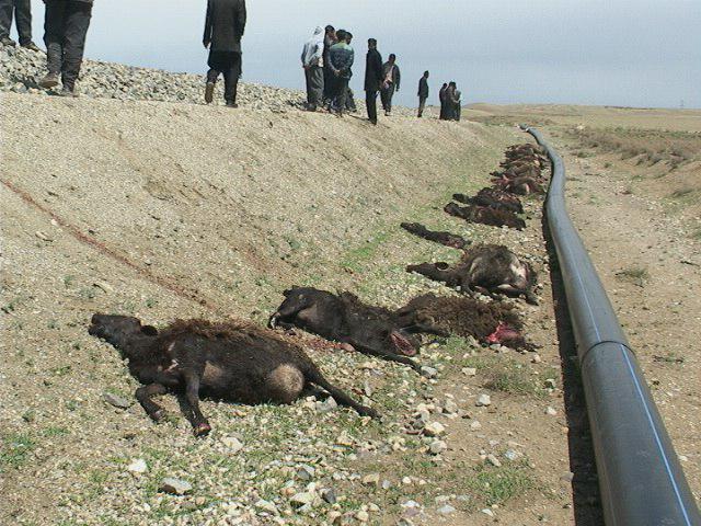 تلف شدن 50 راس گوسفند به علت برخورد با قطار در ملکان