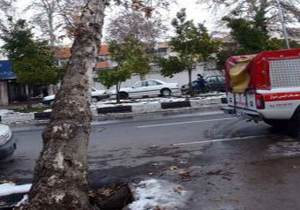 سقوط درختان در شیراز بر اثر وزش باد شدید