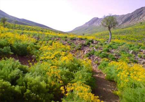 ایجاد 1600فرصت شغلی با تولید باغ در زمینهای شیبدار استان
