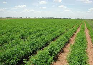 تولید یک میلیون و 600 هزار تن محصول کشاورزی در لرستان