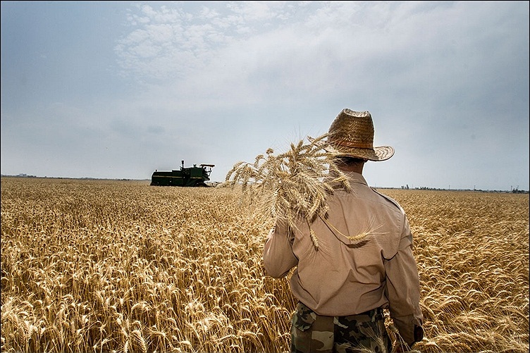 رشد 10 درصدی تولید گندم در کرمان