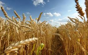خرید یک میلیون تن گندم از کشاورزان